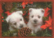 PERRO Animales Vintage Tarjeta Postal CPSM #PBQ629.ES - Dogs