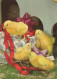 PASCUA POLLO HUEVO Vintage Tarjeta Postal CPSM #PBO840.ES - Easter