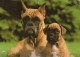 PERRO Animales Vintage Tarjeta Postal CPSM #PAN534.ES - Dogs