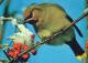 PÁJARO Animales Vintage Tarjeta Postal CPSM #PAN158.ES - Oiseaux
