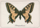 PAPILLONS Animaux Vintage Carte Postale CPSM #PBS455.FR - Butterflies