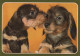 CHIEN Animaux Vintage Carte Postale CPSM #PAN667.FR - Dogs