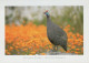 OISEAU Animaux Vintage Carte Postale CPSM #PAM728.FR - Birds