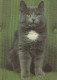 CHAT CHAT Animaux Vintage Carte Postale CPSM #PAM098.FR - Cats