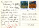 BEAR Animals Vintage Postcard CPSM #PBS266.GB - Beren