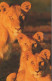 LION Animals Vintage Postcard CPSM #PBS077.GB - Leones
