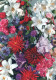 FLOWERS Vintage Postcard CPSM #PAR176.GB - Flores