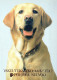 DOG Animals Vintage Postcard CPSM #PAN932.GB - Honden