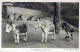 ÂNE Animaux Vintage Antique CPA Carte Postale #PAA040.FR - Ezels