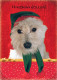CANE Animale Vintage Cartolina CPSM #PBQ700.IT - Hunde