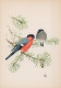 UCCELLO Animale Vintage Cartolina CPSM #PAN224.IT - Vögel