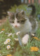 GATTO KITTY Animale Vintage Cartolina CPSM #PAM536.IT - Gatos