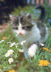 GATTO KITTY Animale Vintage Cartolina CPSM #PAM536.IT - Katzen