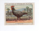 Chromo Poule Andalouse  Didactique Au Dos  Pub: Chocolat Pupier 68 X 51 Mm  2 Scans - Altri & Non Classificati