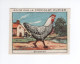 Chromo Poule Braekel Didactique Au Dos  Pub: Chocolat Pupier 68 X 51 Mm  2 Scans - Andere & Zonder Classificatie