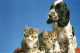 K1005 - CHIEN - CHATS - Cats