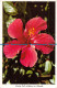 R076941 Lovely Red Hibiscus In Florida. FK. 127. Florida State Series - World