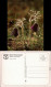 Müritz Nationalpark: Wiesen-Kuhschelle (Pflanze) Ansichtskarte 1990 - Autres & Non Classés