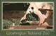 11491681 Washington DC National Zoological Park Panda  - Washington DC