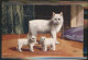 11474969 United Kingdom Many Cat Kittens  United Kingdom - Sonstige & Ohne Zuordnung