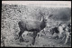 Chasse à Courre - Equipage Bonnelles - Foret De Rambouillet - Cerf Aux Abois - Jagd