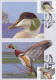 CANARDS X4,CM,MAXI CARD,CARTES MAXIMUM , 2022 ROMANIA - Canards