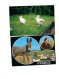 Lot De 8 Cartes Postales"Animaux". - Collections & Lots