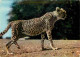 Animaux - Fauves - Guépard - East Africa - African Fauna - Cheetah - CPM - Carte Neuve - Voir Scans Recto-Verso - Autres & Non Classés