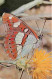 Animaux - Papillons - Limenitis Camilla - Le Sylvain Azuré - Photo Yves Lanceau - Carte éditéee Par Le Comité National D - Vlinders
