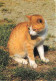 Animaux - Chats - Carte Neuve - CPM - Voir Scans Recto-Verso - Cats