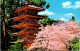 11-5-2024 (4 Z 43) USA - San Francisco - Japanese Tea Garden (3 Postcards) - Arbres