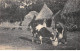 Scènes De La Vie Normande - Visite à La Ferme - Servante Donnant à Boire Au Taureau - Très Bon état - Sonstige & Ohne Zuordnung