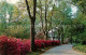 72956844 Columbia_South_Carolina Along The Garden Trail - Altri & Non Classificati