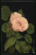 AK Blühende Rosa Rose Und Knospen  - Other & Unclassified