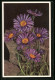 AK Alpine Aster Vor Felsen  - Other & Unclassified