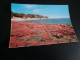 BELLE CARTE ....LA PLAGE DE LA PALOMBAGGIA ..A PORTO-VECCHIO - Autres & Non Classés