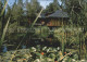 12223146 Rifferswil Seleger Moor Baumschule Rhododendronkulturen  Rifferswil - Autres & Non Classés