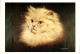 K1105 - CHATS - Lot De 3 Cartes Postales Semi Moderne - Cats