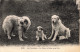 65-LES PYRENEES CHIENS DES PYRENEES-N°T5275-H/0137 - Sonstige & Ohne Zuordnung