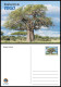 TOGO 2024 STATIONERY CARD - REGULAR - BAOBAB TREE TREES ARBRES ARBRE - BIODIVERSITY BIODIVERSITE - Trees