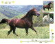 Format Spécial - 149 X 120 Mms - Animaux - Chevaux - Multivues - Carte Neuve - Frais Spécifique En Raison Du Format - CP - Horses