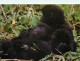 Animaux - Singes - Rwanda - The Mountain Gorilla - Karisoke Research Centre - Carte Animal World - Carte Neuve - CPM - V - Affen