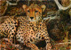 Animaux - Fauves - Guépard - Cheetah - Carte Dentelée - CPSM Grand Format - Voir Scans Recto-Verso - Autres & Non Classés