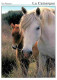 Animaux - Chevaux - Camargue - Jument Et Son Poulain - Flamme Postale - CPM - Voir Scans Recto-Verso - Chevaux