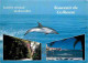 Animaux - Dauphins - CPM - Voir Scans Recto-Verso - Dolfijnen