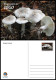 TOGO 2024 STATIONERY CARD - REGULAR - MUSHROOMS MUSHROOM CHAMPIGNONS - BIODIVERSITY BIODIVERSITE - Paddestoelen