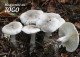 TOGO 2024 STATIONERY CARD - REGULAR - MUSHROOMS MUSHROOM CHAMPIGNONS - BIODIVERSITY BIODIVERSITE - Hongos