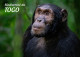 TOGO 2024 STATIONERY CARD - REGULAR - CHIMPANZEE MONKEY MONKEYS APES - BIODIVERSITY BIODIVERSITE - Chimpancés