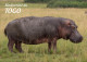 TOGO 2024 STATIONERY CARD - REGULAR - HIPPOPOTAMUS HIPPOPOTAME HIPPOPOTAMES - BIODIVERSITY BIODIVERSITE - Autres & Non Classés