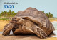 TOGO 2024 STATIONERY CARD - REGULAR - TURTLE TURTLES TORTUES TORTUE REPTILES - BIODIVERSITY BIODIVERSITE - Schildpadden